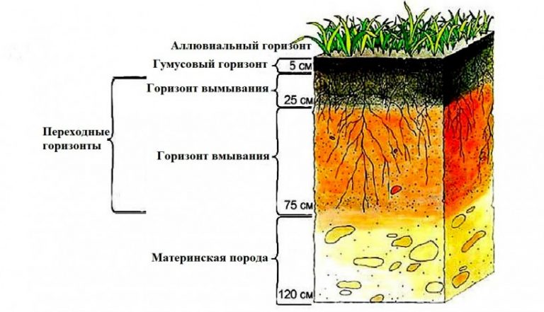 К материнской породе примыкает почвенный горизонт. Почвенные горизонты схема. Структура почвы схема. Различие почв схема. Строение почвы.